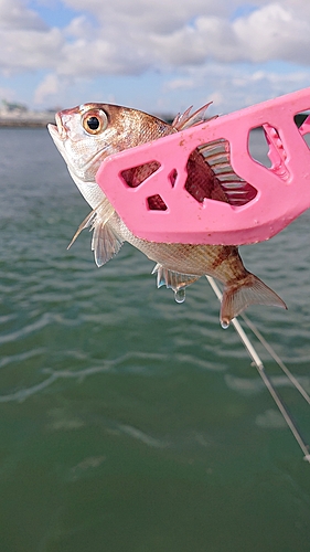 ハゼの釣果