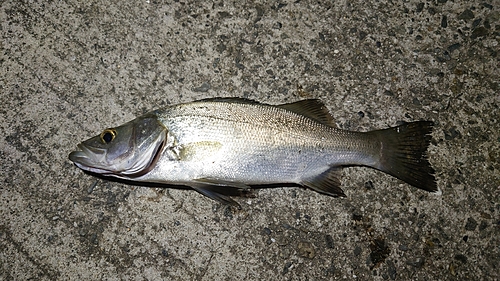 セイゴ（ヒラスズキ）の釣果