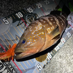 アコウの釣果