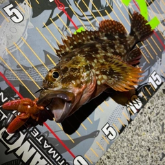 カサゴの釣果