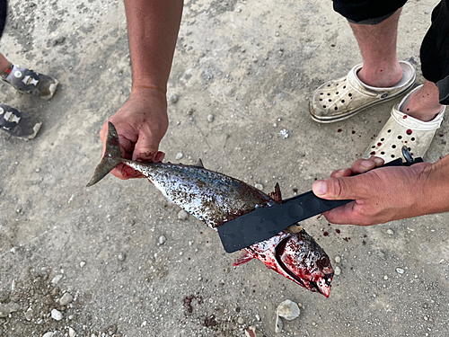 ソウダガツオの釣果