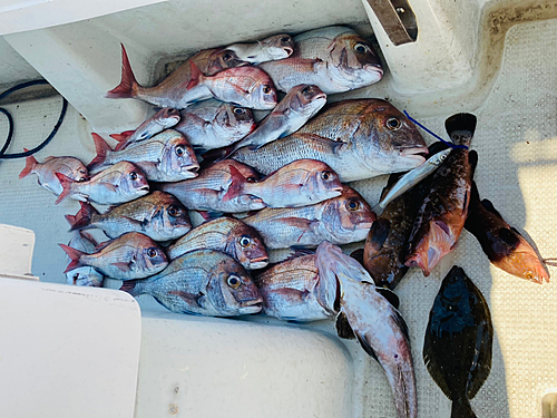 マダイの釣果