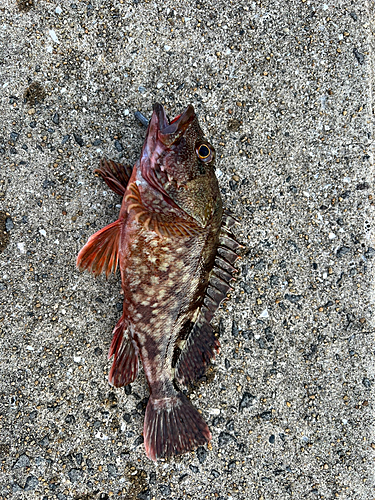 アラカブの釣果