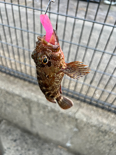 アラカブの釣果