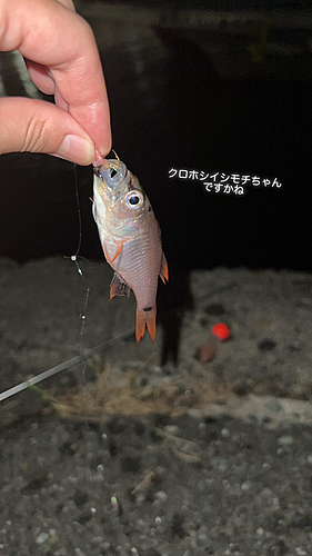 クロホシイシモチの釣果