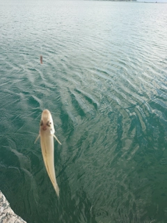 キスの釣果