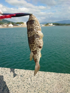 フグの釣果