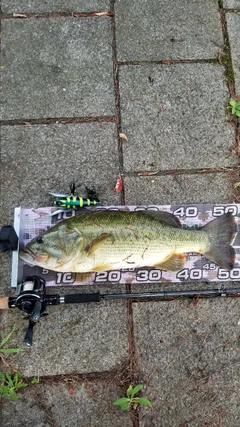 ブラックバスの釣果