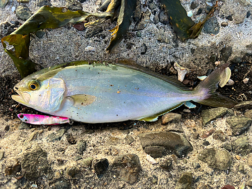 ショゴの釣果