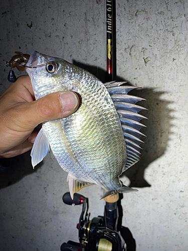 キビレの釣果