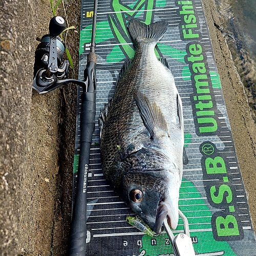 チヌの釣果