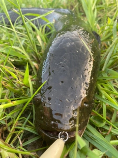 ライギョの釣果