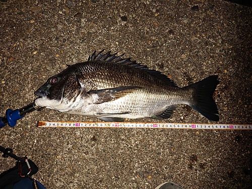 クロダイの釣果