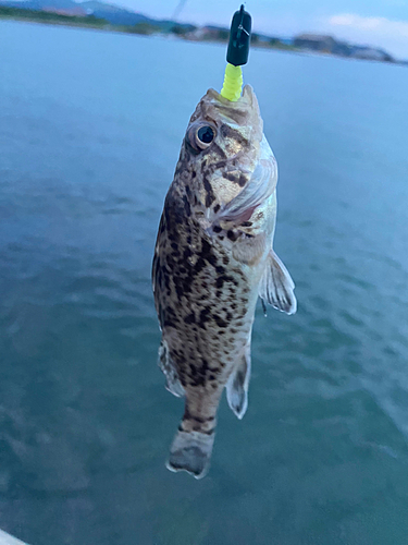 ソイの釣果