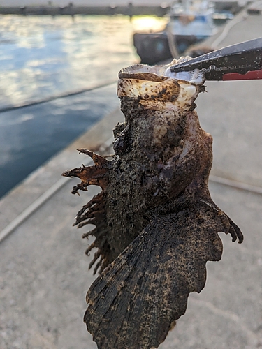 オニオコゼの釣果