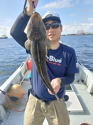 マゴチの釣果