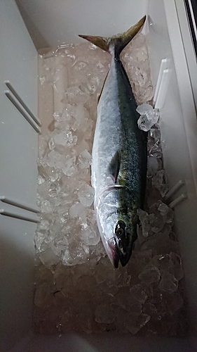 ワラサの釣果