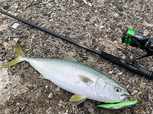 イナダの釣果