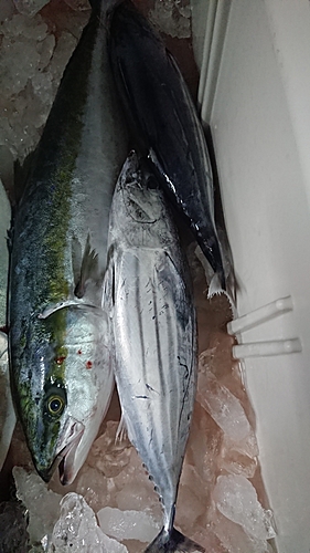 ワラサの釣果