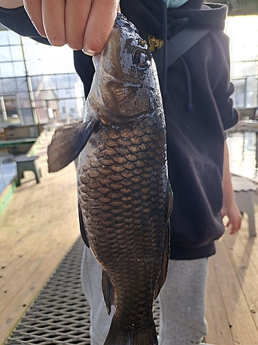 コイの釣果