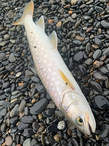 アメマスの釣果