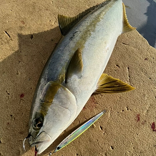 ヒラマサの釣果