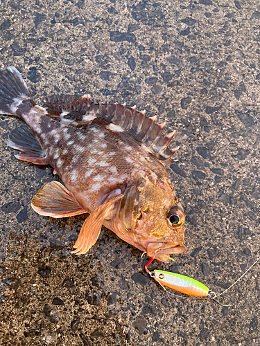 カサゴの釣果