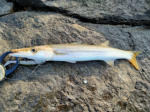 カマスの釣果