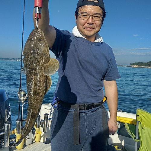 マゴチの釣果