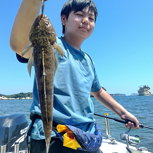 マゴチの釣果