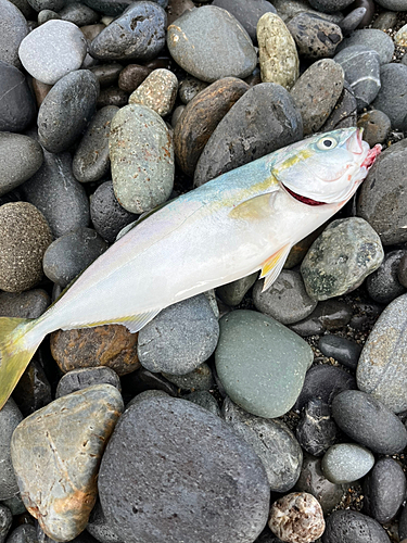 ワカシの釣果