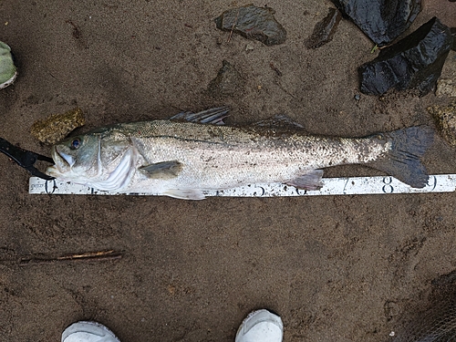 スズキの釣果