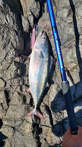 ハガツオの釣果