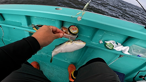 ショウサイフグの釣果