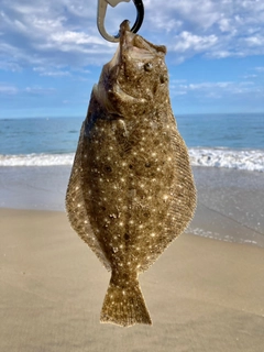 ソゲの釣果