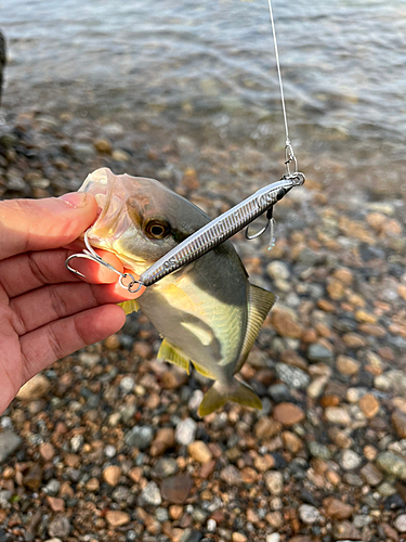 ショゴの釣果