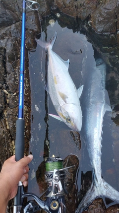 カンパチの釣果