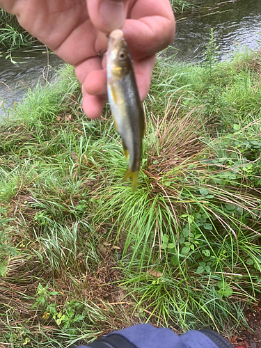 カワムツの釣果