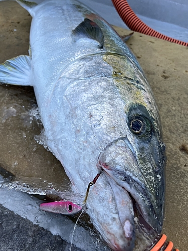 ヒラマサの釣果