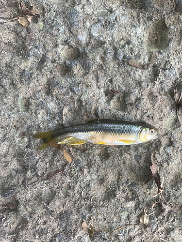 カワムツの釣果