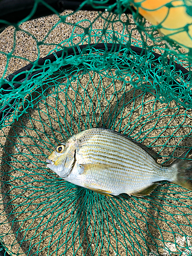 ヘダイの釣果