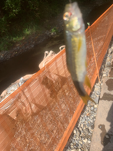 カワムツの釣果