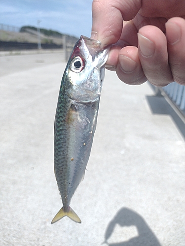 マサバの釣果