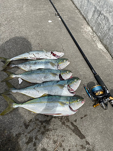 イナダの釣果