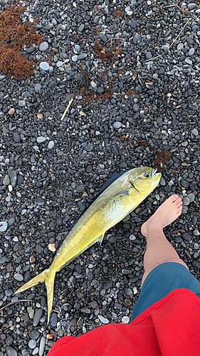 シイラの釣果