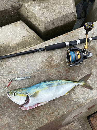 イナダの釣果