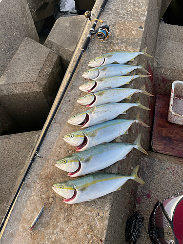 イナダの釣果