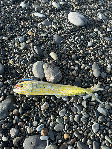 シイラの釣果