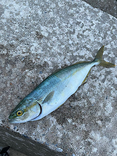 ワカシの釣果