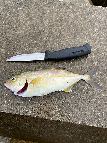 カンパチの釣果